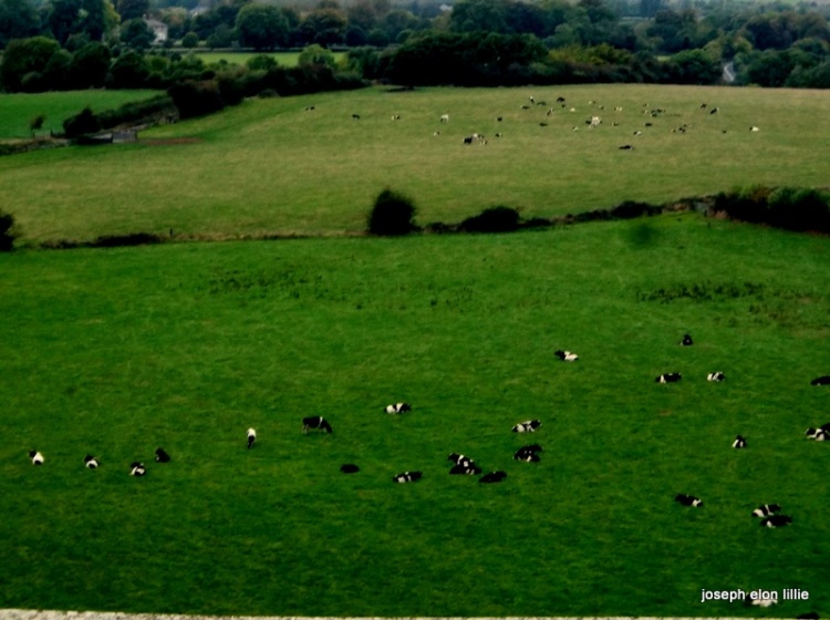 Fields of cows in Cashel